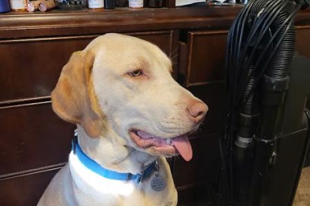 Washington Boulevard Animal Hospital