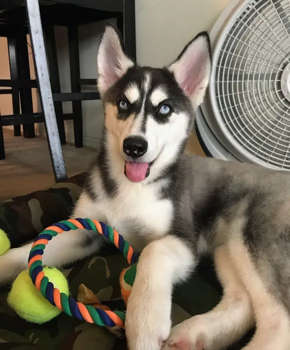Washington Boulevard Animal Hospital 12