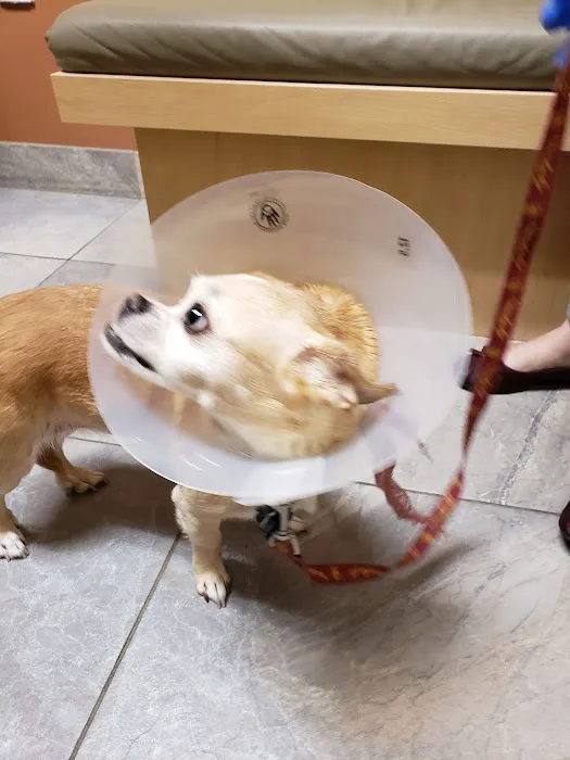Washington Boulevard Animal Hospital 12