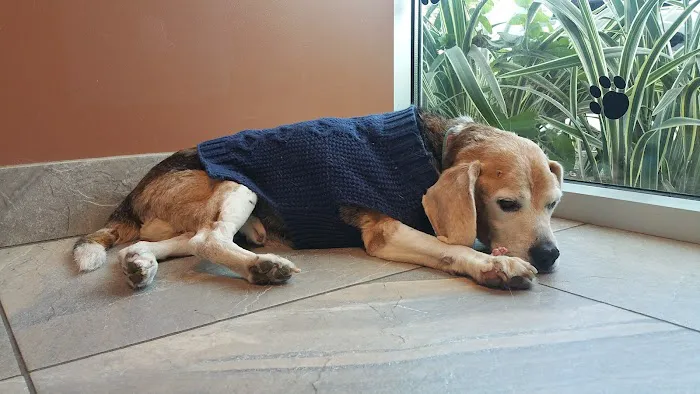 Washington Boulevard Animal Hospital 12