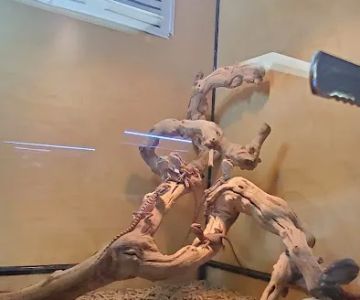AE Herps and Exotics North Valley