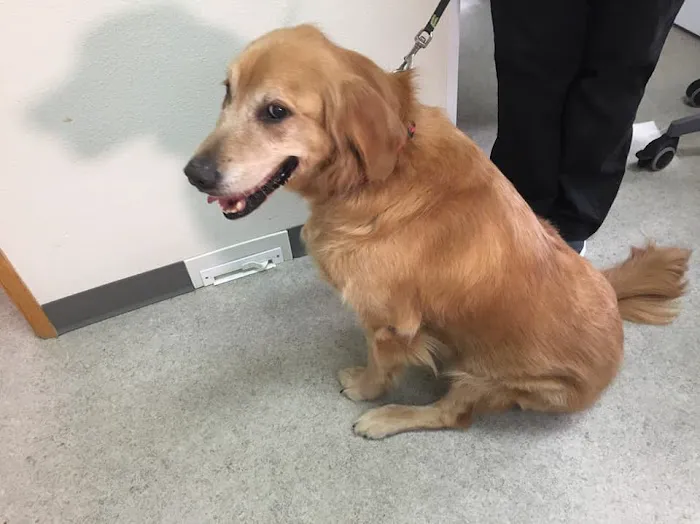 Animal Dermatology Clinic 5