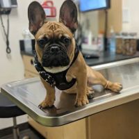 Banfield Pet Hospital ico