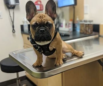 Banfield Pet Hospital