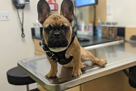 Banfield Pet Hospital
