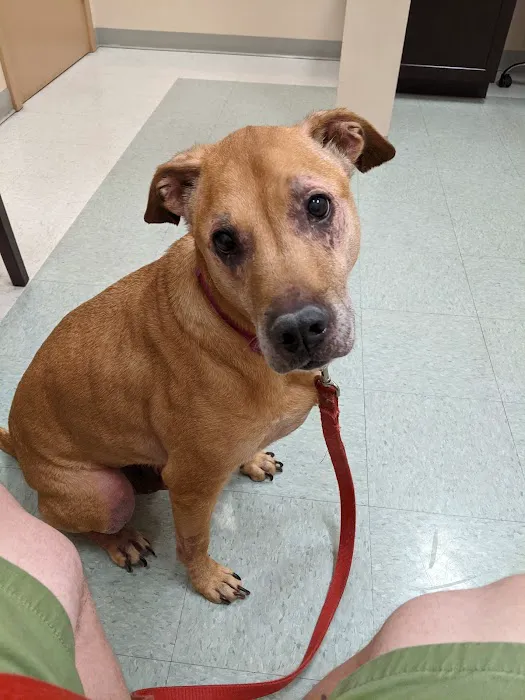 Martha Lake Vet Clinic 12