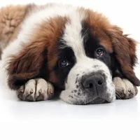 Martha Lake Vet Clinic ico