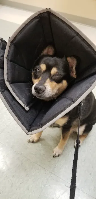 Martha Lake Vet Clinic 12