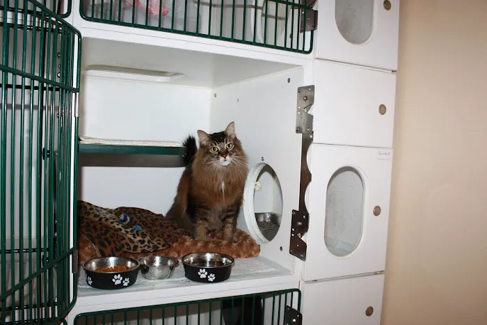 Petcare Hospital & Wellness Center, A Thrive Pet Healthcare Partner 12