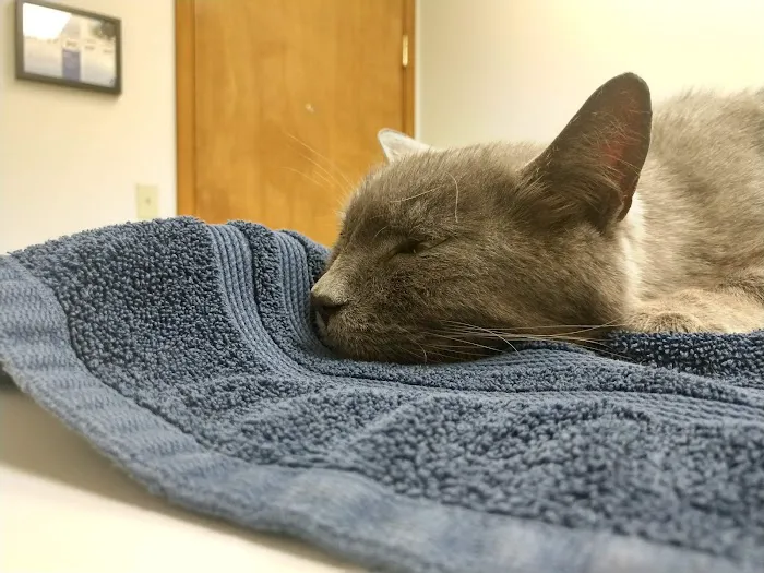 VCA Meadowdale Animal Hospital 12