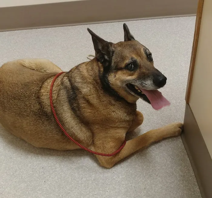 VCA Meadowdale Animal Hospital 12