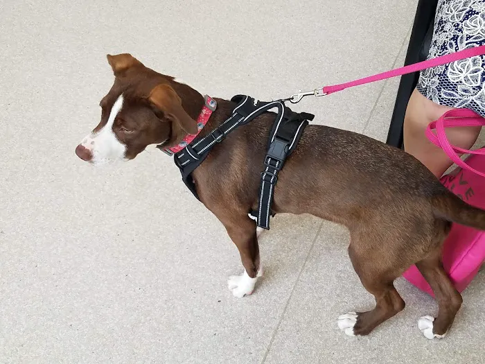 VCA Meadowdale Animal Hospital 12
