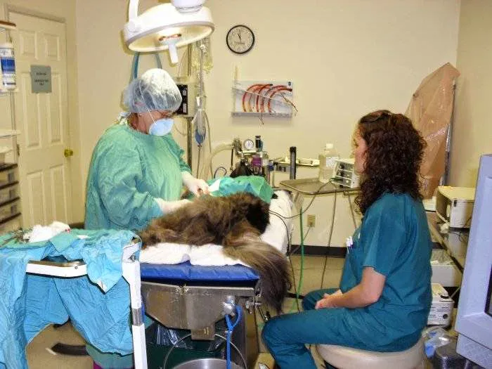 VCA Meadowdale Animal Hospital 12