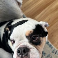 Sno-King Veterinary Clinic ico