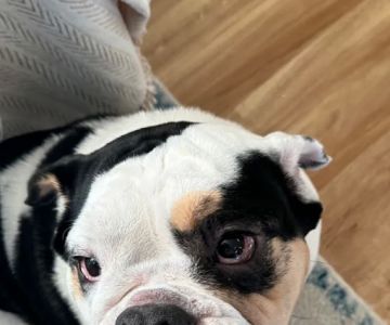 Sno-King Veterinary Clinic