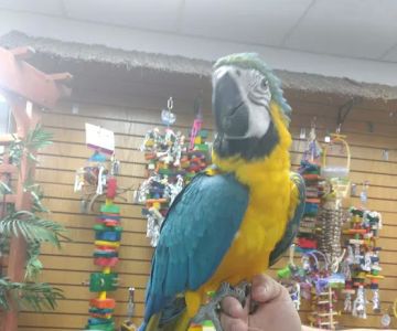 Birdz & Beyond