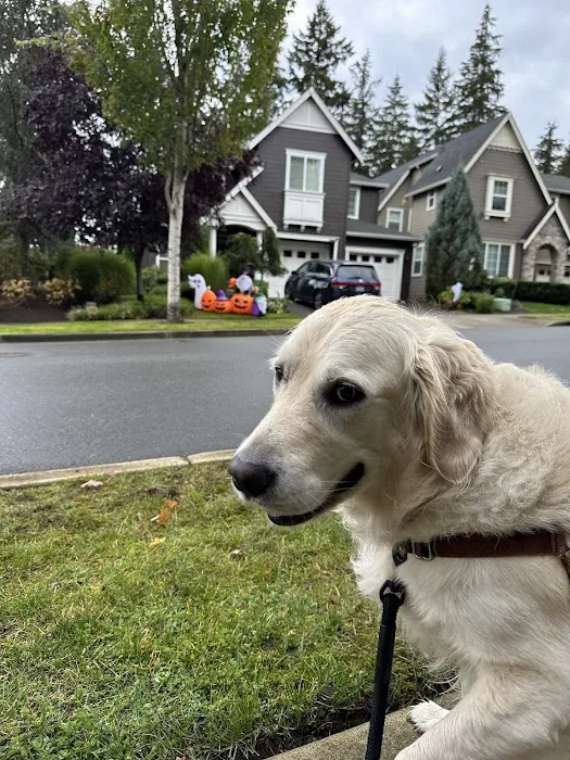 Redmond-Kirkland Animal Hospital, A Thrive Pet Healthcare Partner 12