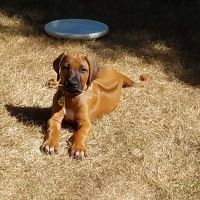 VCA Redwood Animal Hospital ico