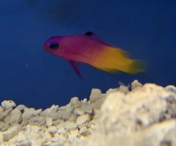 A2Z Aquariums