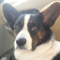 Cottage Lake Veterinary Hospital ico