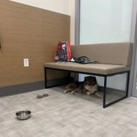 Bellevue Veterinary Emergency & Specialty ico