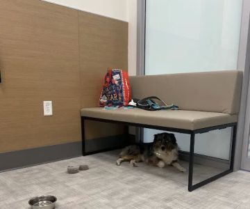 Bellevue Veterinary Emergency & Specialty