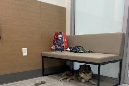 Bellevue Veterinary Emergency & Specialty