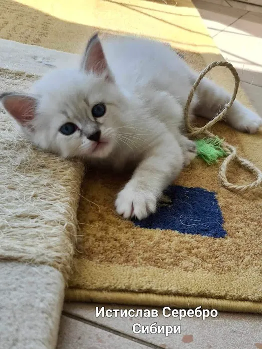 Siberian Blue Cattery 12