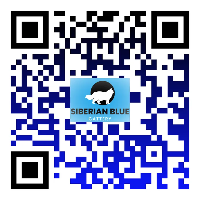 Siberian Blue Cattery 12