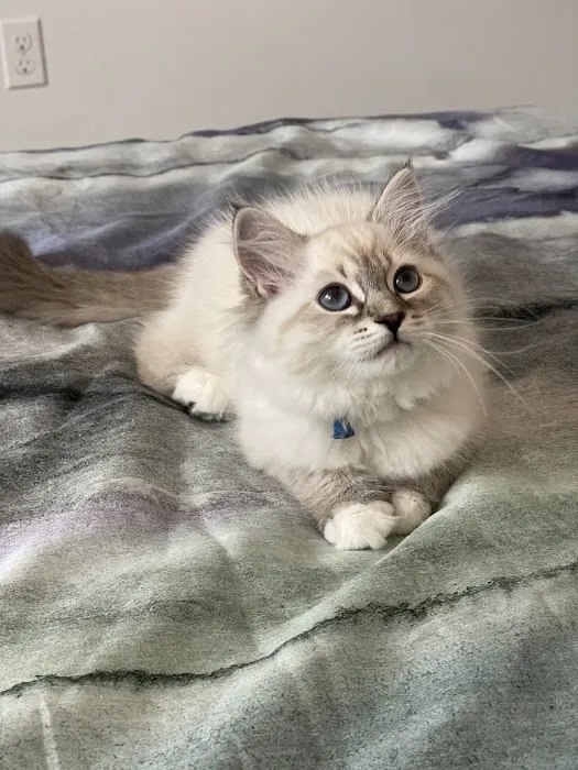 Siberian Blue Cattery 12