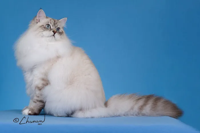 Siberian Blue Cattery 12