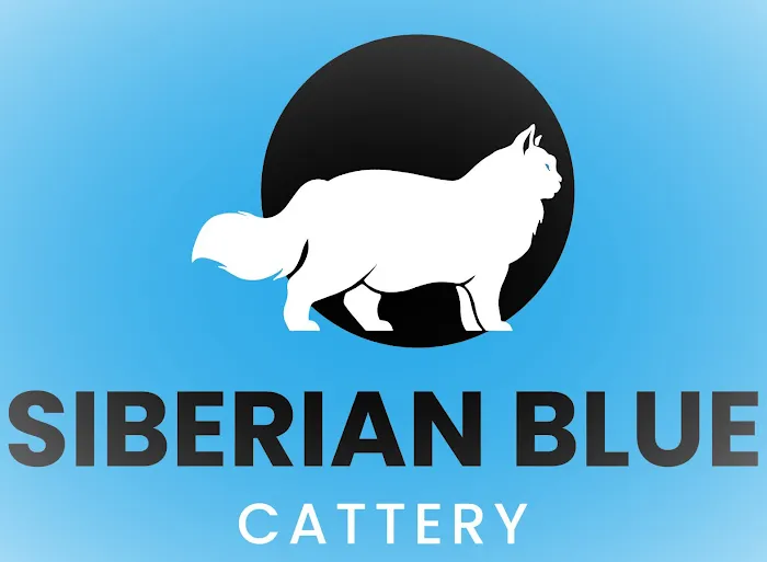 Siberian Blue Cattery 12
