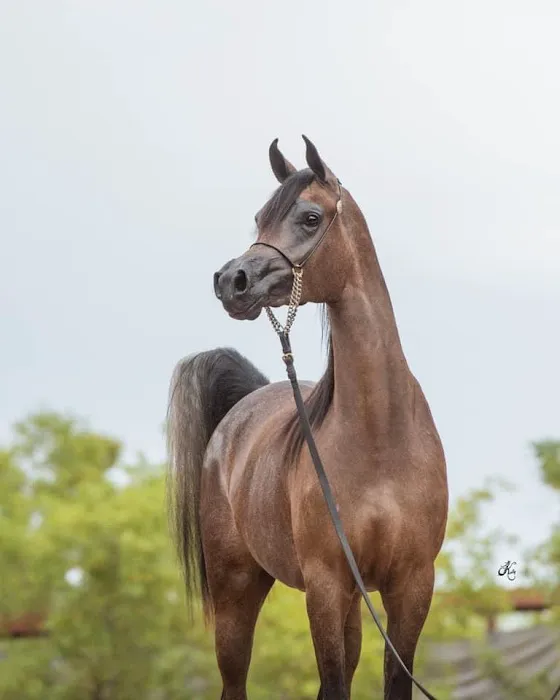 Pedegru - Animal History & Products 2