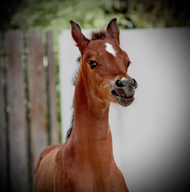 Pedegru - Animal History & Products 9