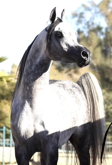 Pedegru - Animal History & Products 5