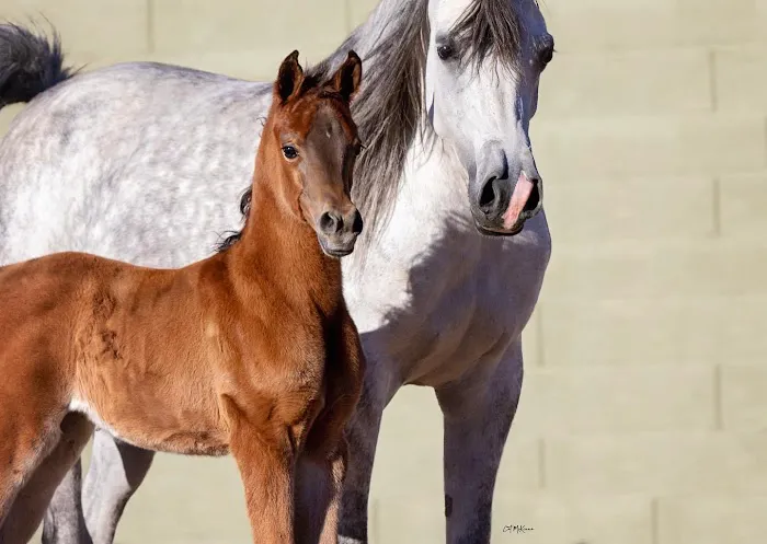 Pedegru - Animal History & Products 7