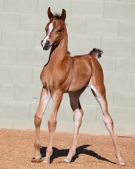 Pedegru - Animal History & Products 10