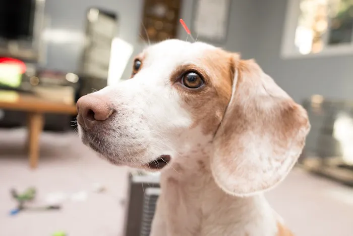 Braun Veterinary Housecalls - In-home pet care (acupuncture, wellness, minor illness - holistic and integrative services) 12