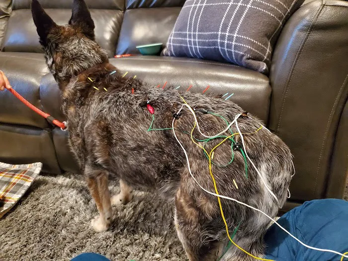 Braun Veterinary Housecalls - In-home pet care (acupuncture, wellness, minor illness - holistic and integrative services) 12