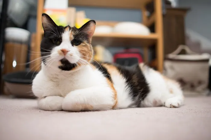 Braun Veterinary Housecalls - In-home pet care (acupuncture, wellness, minor illness - holistic and integrative services) 12