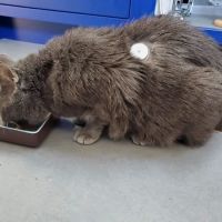 Braun Veterinary Housecalls - In-home pet care (acupuncture, wellness, minor illness - holistic and integrative services) ico