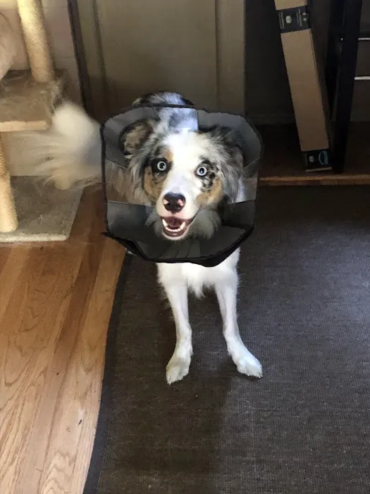 Animal Emergency Hospital of Redmond 12
