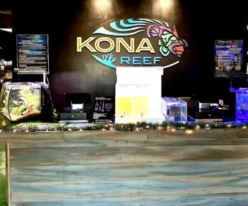 Kona Reef Az - Surprise