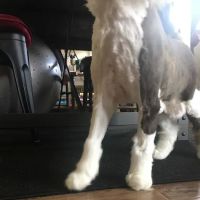 Columbia City Veterinary Hospital ico