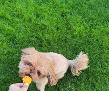 Zoe's Barkery & Kitchen