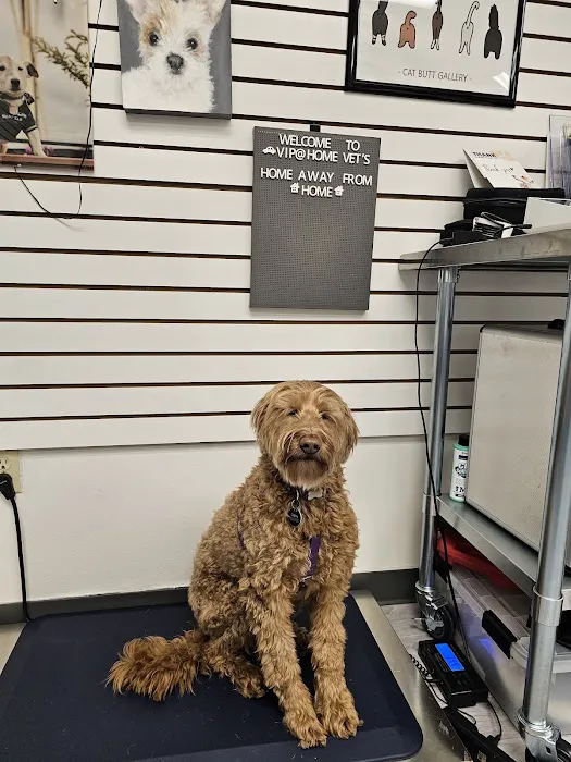 VIP@Home Vet- Very Important Pet Veterinary Services 3