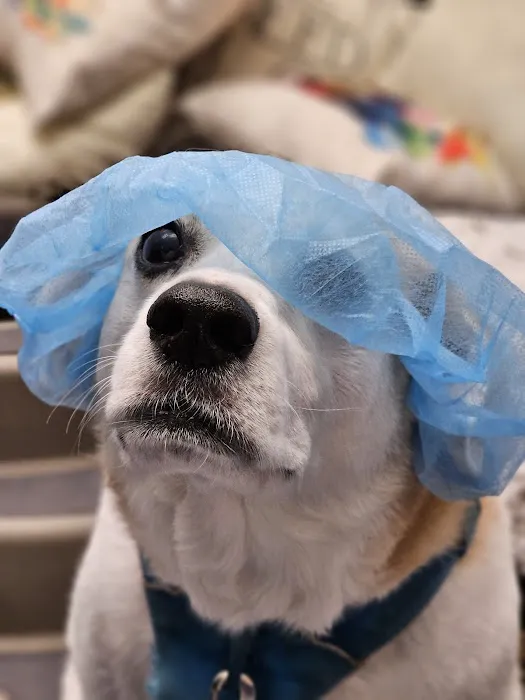 VIP@Home Vet- Very Important Pet Veterinary Services 4