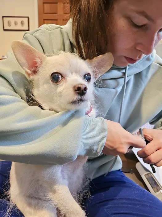 VIP@Home Vet- Very Important Pet Veterinary Services 1