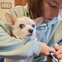 VIP@Home Vet- Very Important Pet Veterinary Services ico