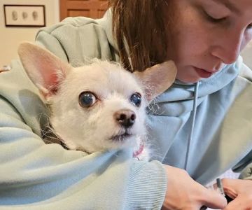 VIP@Home Vet- Very Important Pet Veterinary Services